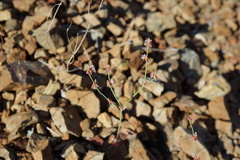 Eriogonum covilleanum