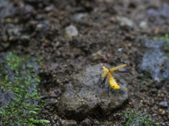 Chauliognathus cinguliventris