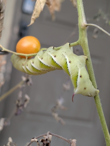 Carolina Sphinx