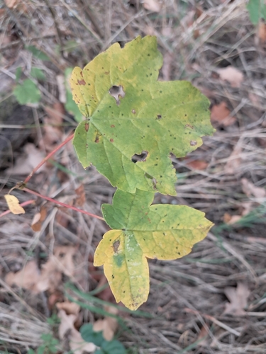 sycamore maple