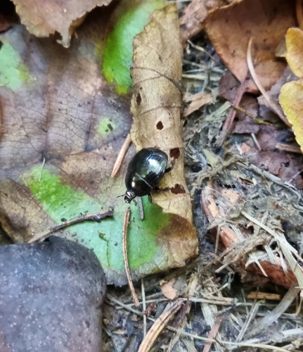 Hister unicolor