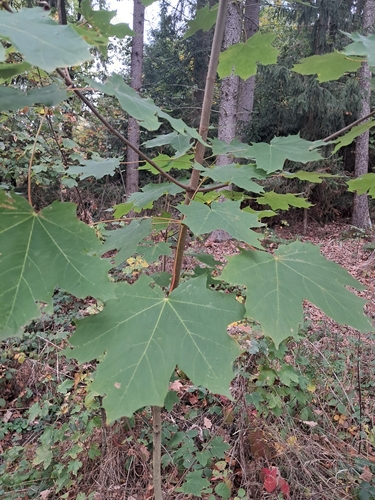 Norway maple