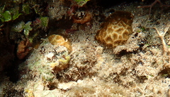 Anomastraea irregularis