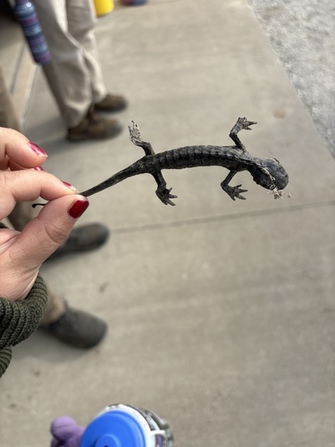 Eastern Tiger Salamander