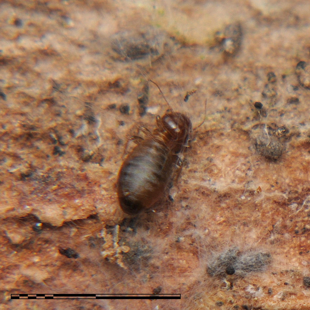 Psoculus