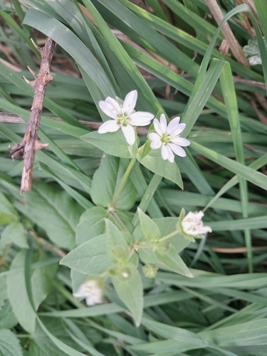 Water Chickweed