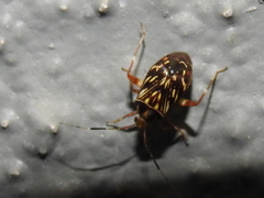 Taedia virgulata