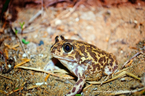 Iberian Spadefoot