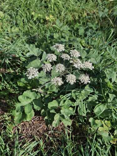hogweed