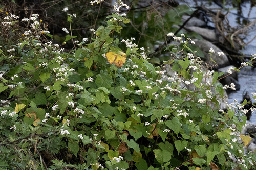 Fagopyrum cymosum, 2026-10-14