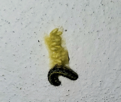 Cotesia glomerata observed 2026-10-14