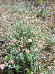 Fumana thymifolia