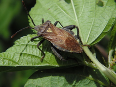 Piezogaster indecorus