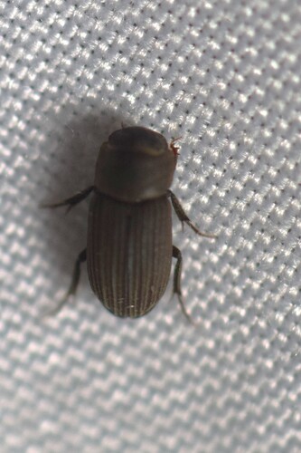 Ataenius imbricatus