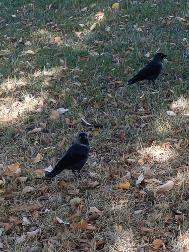 Eurasian Jackdaw