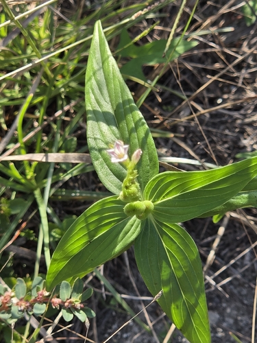Spigelia anthelmia observed 2026-10-13