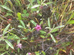 Trifolium depauperatum