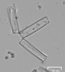Fragilaria