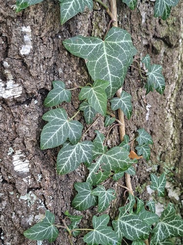 common ivy