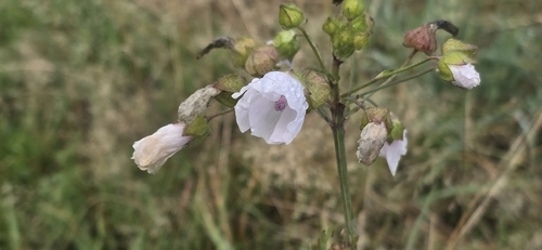musk mallow
