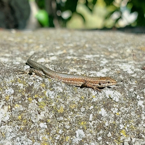 Common Wall Lizard