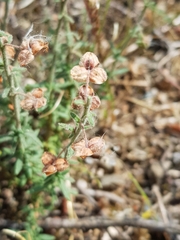 Fumana thymifolia