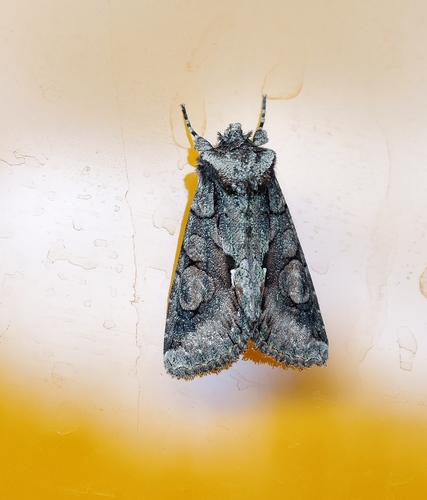 Green-brindled Crescent