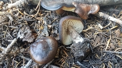 Melanoleuca angelesiana