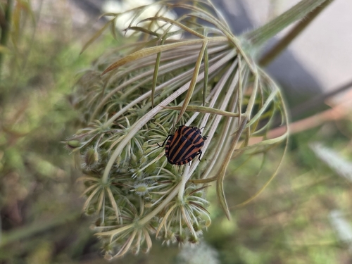 European Striped Shield Bug