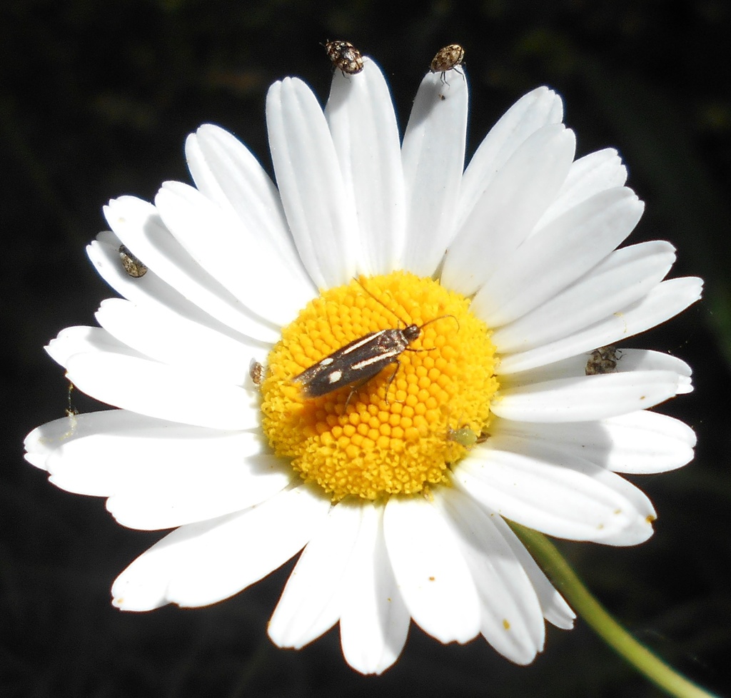 Scythris punctivittella