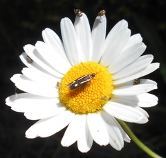 Scythris punctivittella