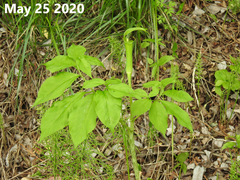 Arisaema amurense