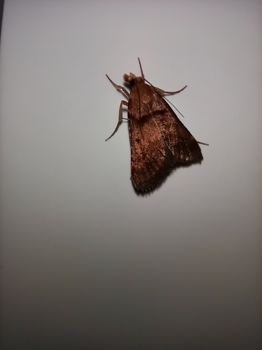 Stemmatophora brunnealis