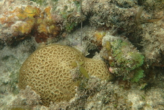 Anomastraea irregularis