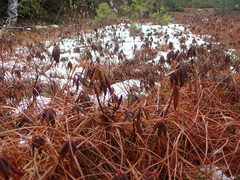 Rhododendron groenlandicum