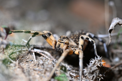 Spanish wolf spider