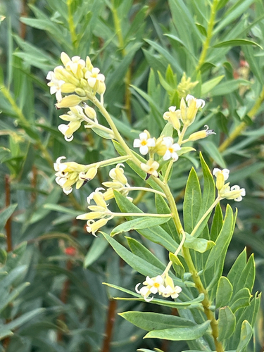 Flax-leaved Daphne