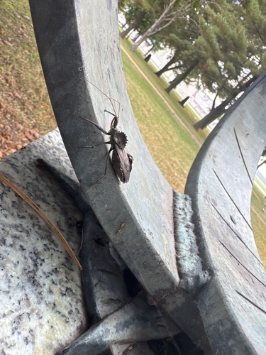 North American Wheel Bug