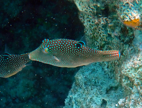 Canthigaster solandri observed 2026-10-13