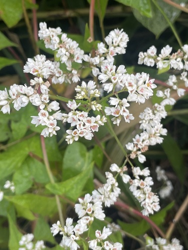 Fagopyrum cymosum, 2026-10-14