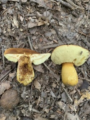 Aureoboletus roxanae