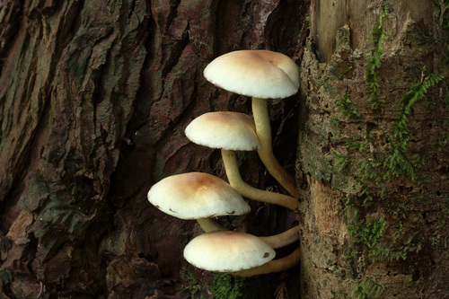 Sulphur Tuft