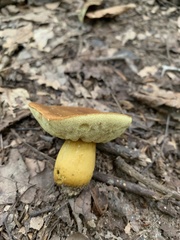 Aureoboletus roxanae