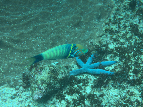 Thalassoma hebraicum observed 2026-10-14