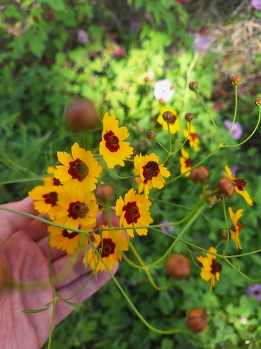 Coreopsis tinctoria observed 2026-10-14