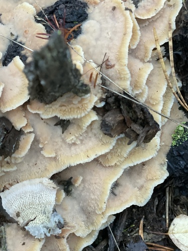 Trembling Crust