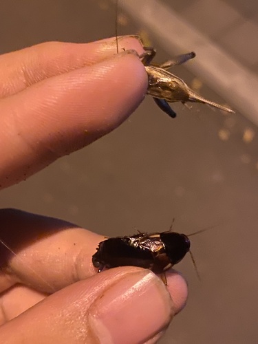 Turkestan Cockroach
