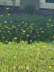 Turdus migratorius