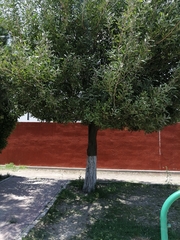 Magnoliopsida