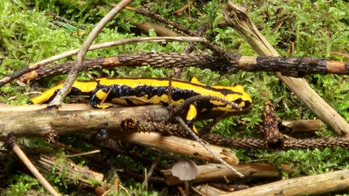 Fire Salamander